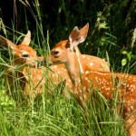 whitetail fawns